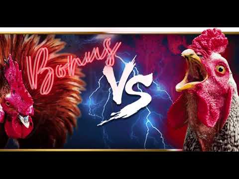 judi sabung ayam online 24 jam