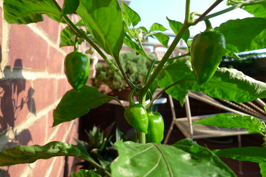 situs judi slot online gampang menang deposit pulsa tanpa potongan